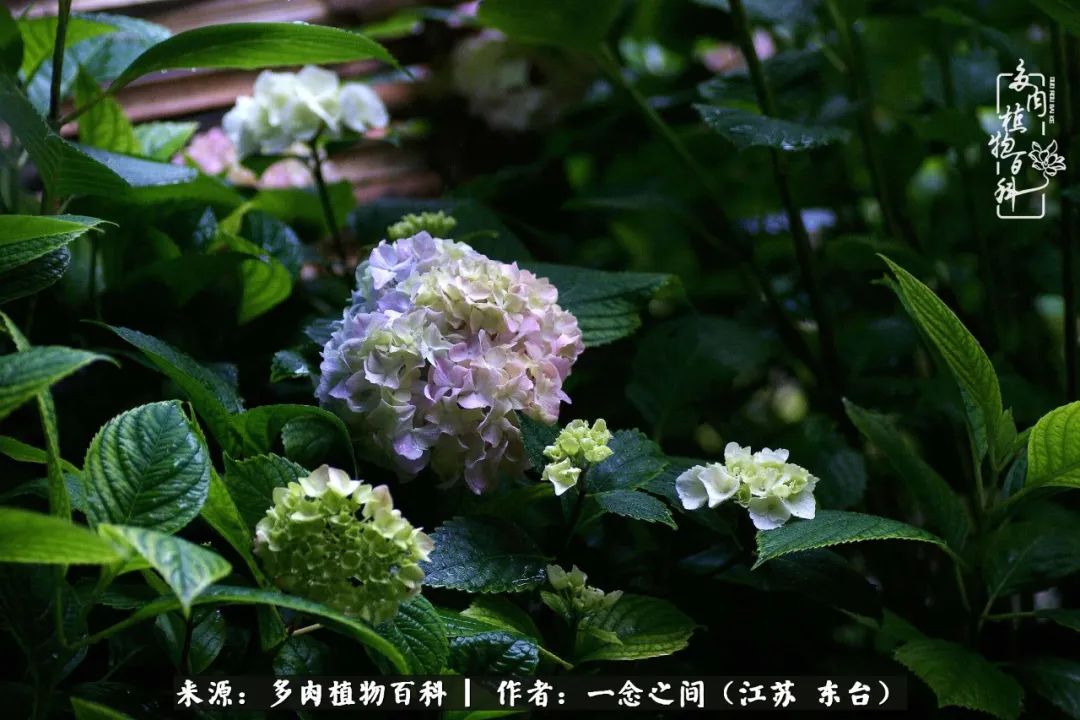 遇见花开蓝莓糖,遇见花开蔬菜沙拉酱