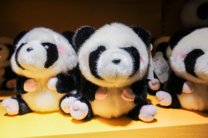 成都大熊猫去哪看,成都看大熊猫到哪里去看