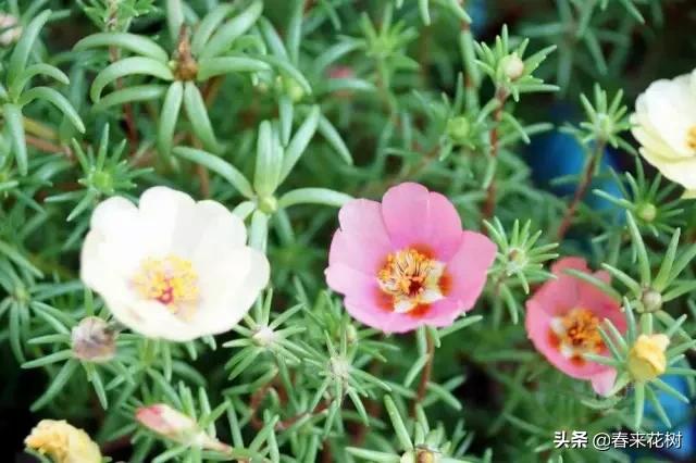 这几种植物越养越值钱,这几种花你养过吗