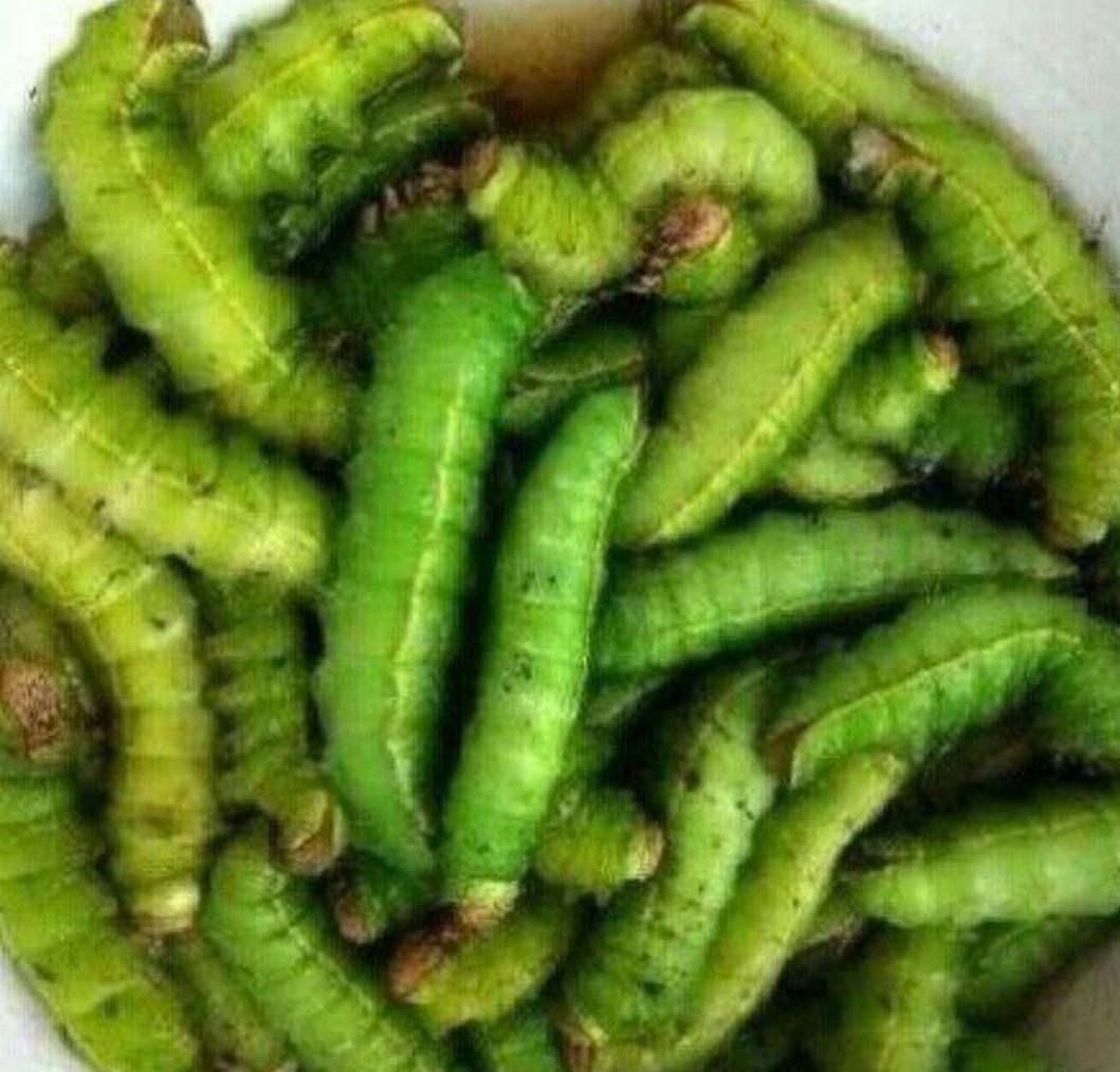 童年记忆里的小虫子,儿时的记忆夏天的风