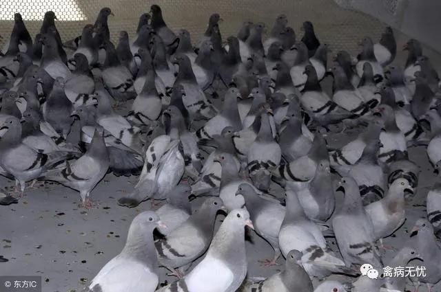 广西肉鸽基地,广西养殖肉鸽