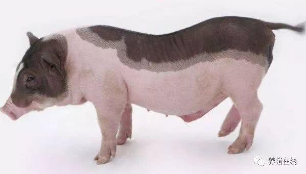 苏轼笔下的猪肉为何如此美味？微生物发酵饲料助力生态肉禽养殖