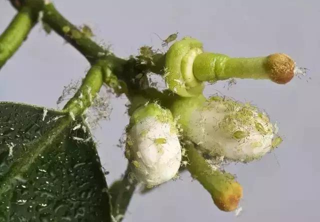 柑橘12月有什么病害虫害,柑橘全年病害虫害最新防治方法