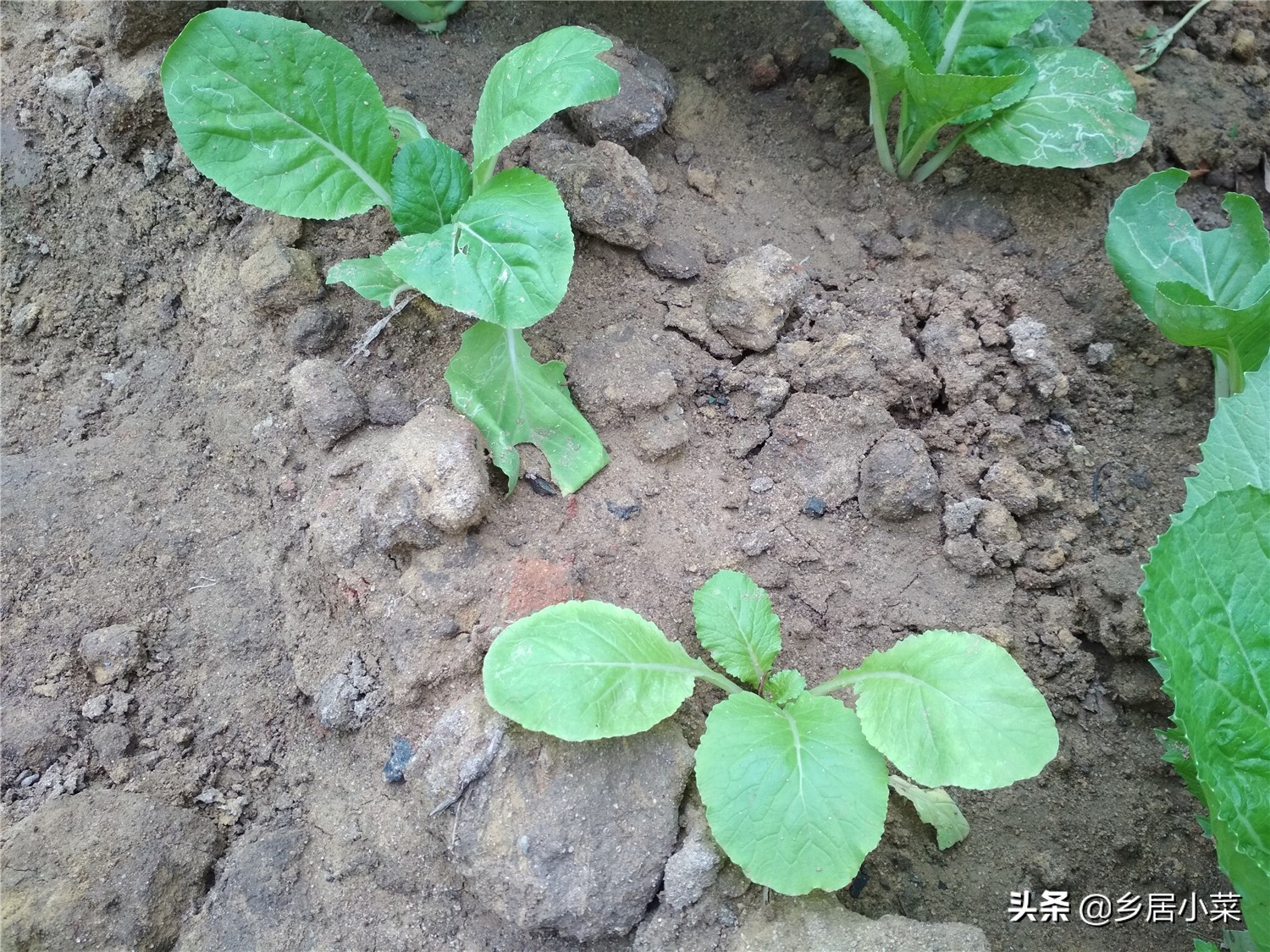 刚移栽的蔬菜怎么管理,种植蔬菜枯萎了怎么补救