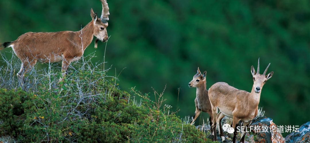 新疆天山申请世界自然遗产,天山为什么被入选为世界自然遗产