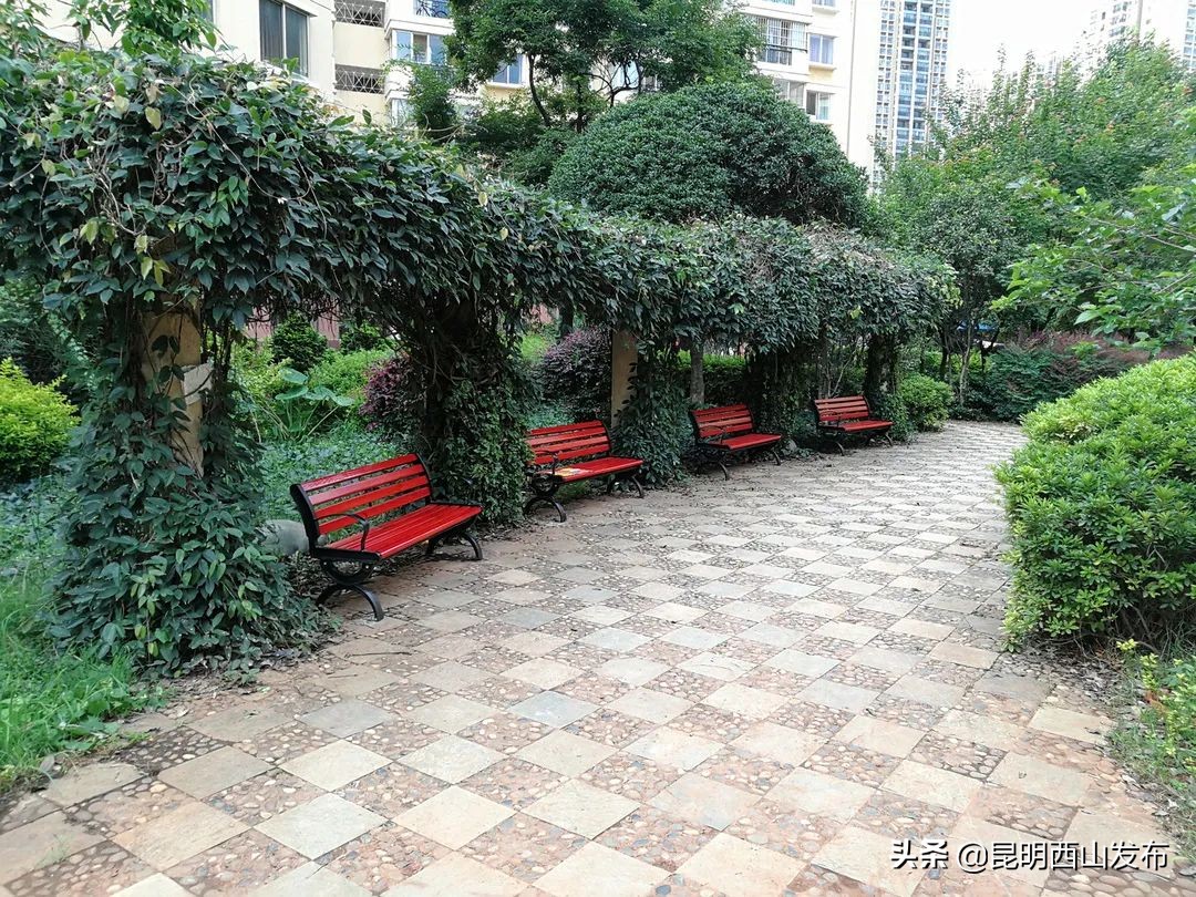 党建引领实施三红工程,社区党员学党史活动特色