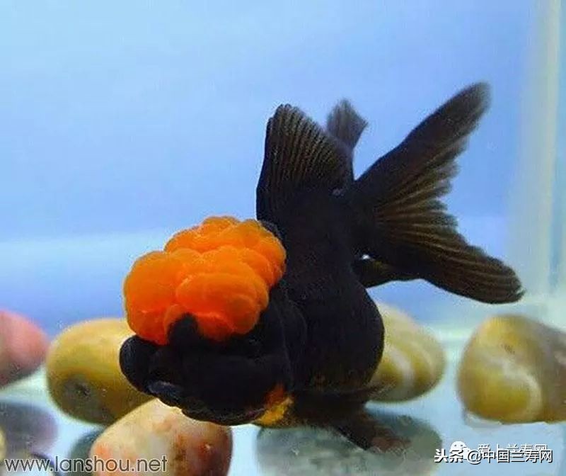 十大最稀有的金鱼品种,比较大的金鱼品种有哪些