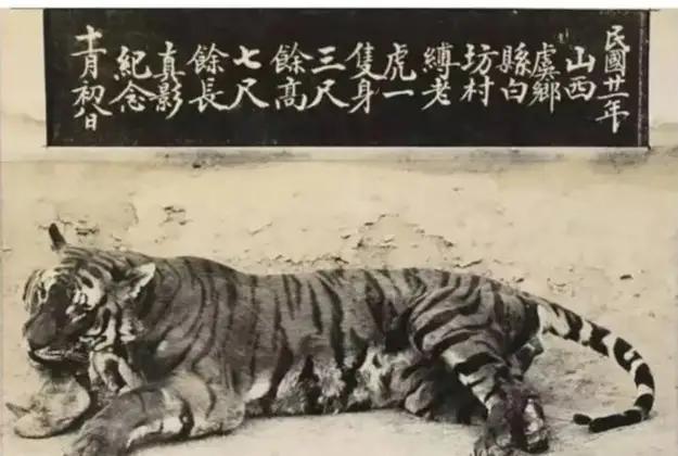 麻老虎是干什么的,麻老虎的故事