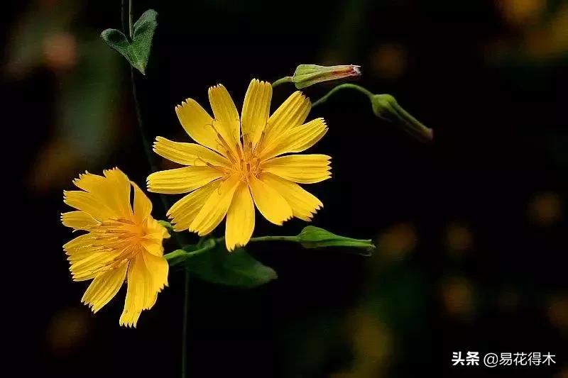 小满至，苦菜长，农家野菜名天香