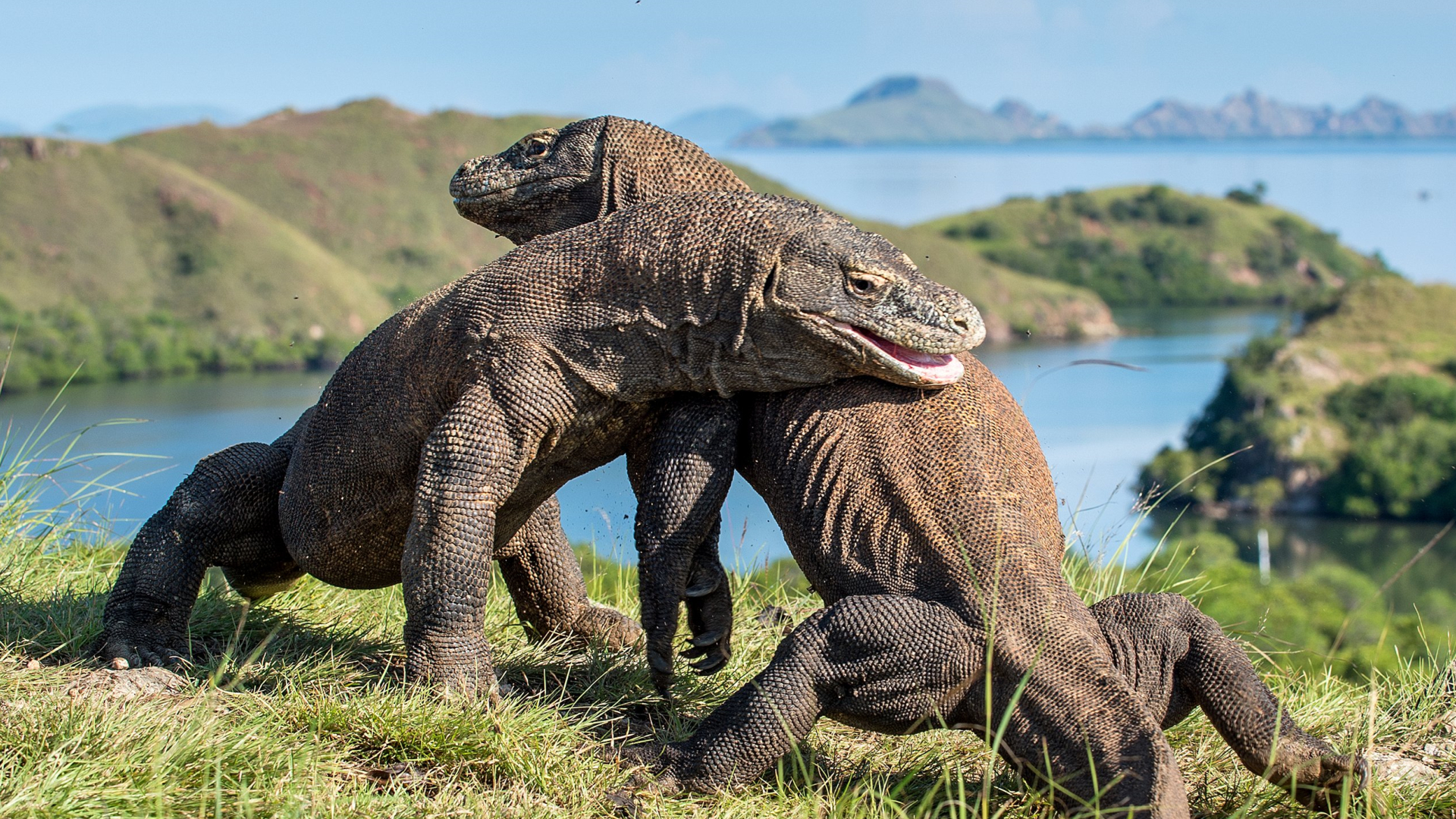 最强的棕熊和北极熊谁更厉害,十大顶级掠食者动物
