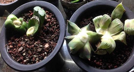 多肉砍头后爆头怎么处理,多肉砍头后怎么才能长出小头