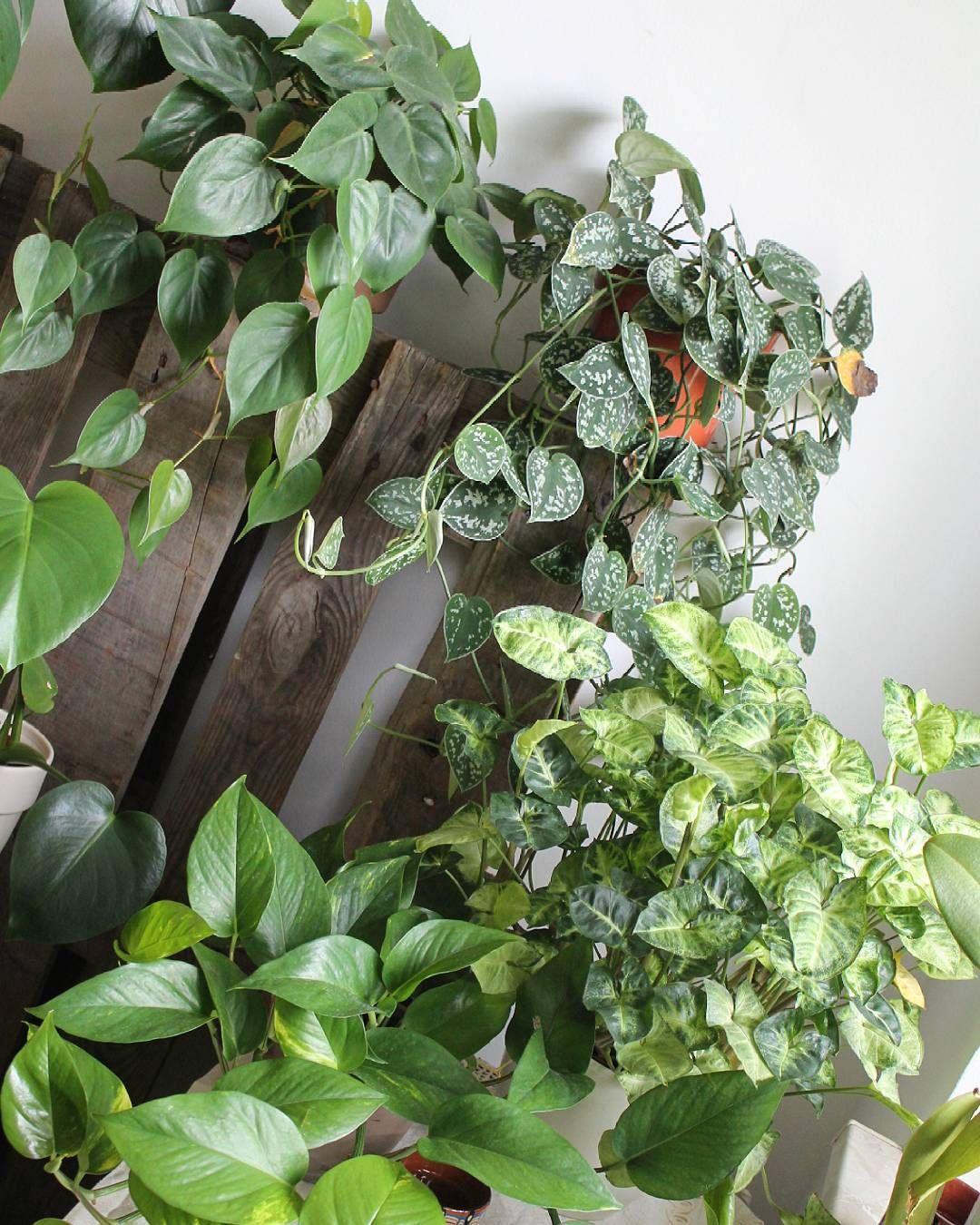 除甲醛绿植吸收的甲醛去哪里了,绿植去甲醛最有效的方法