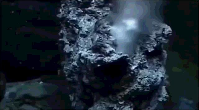 这种虾能够在高温的火山口游泳，号称煮不熟的虾