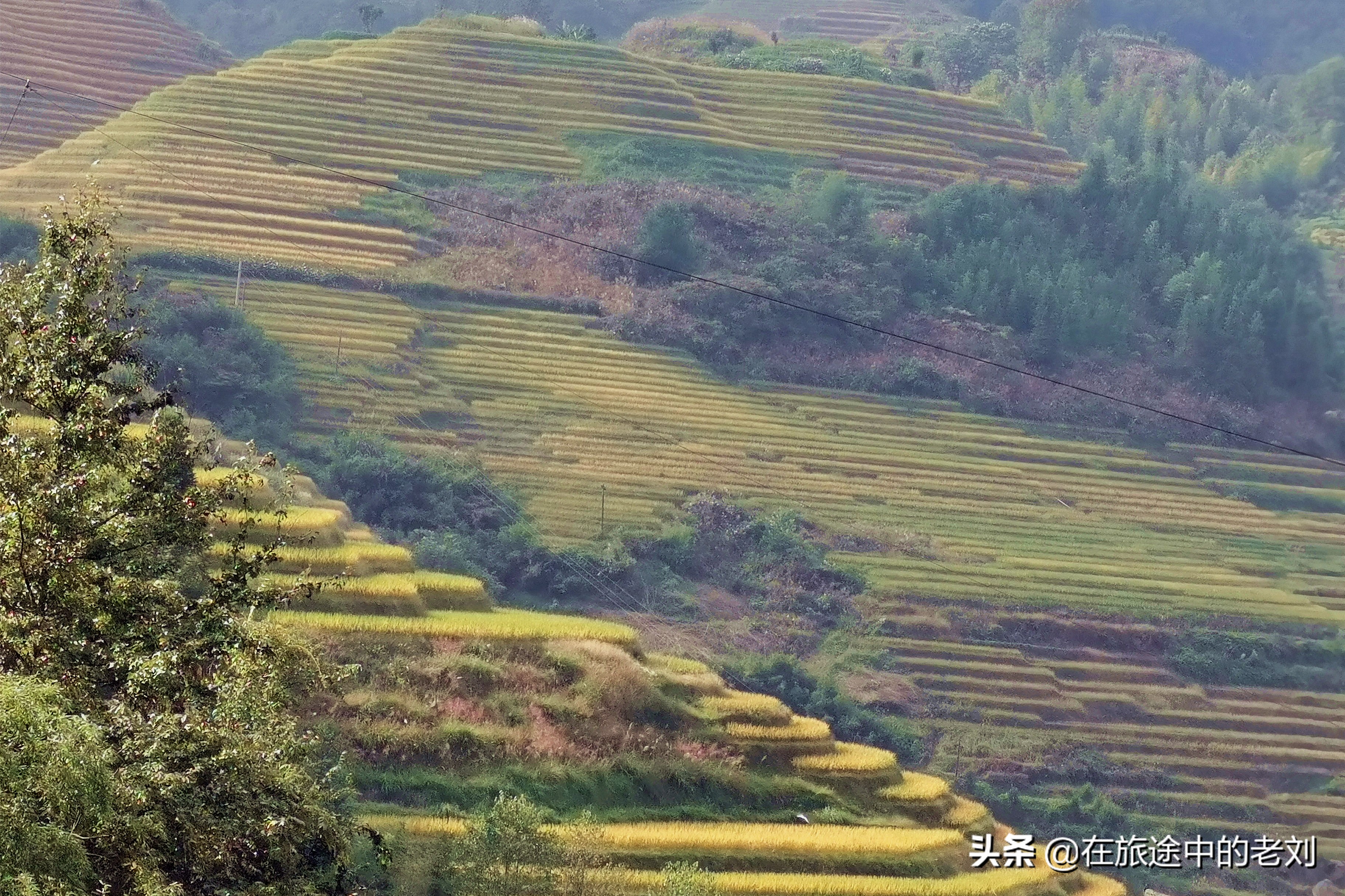 远赴龙脊大寨梯田，追逐今年最后的金黄——桂林七天游1