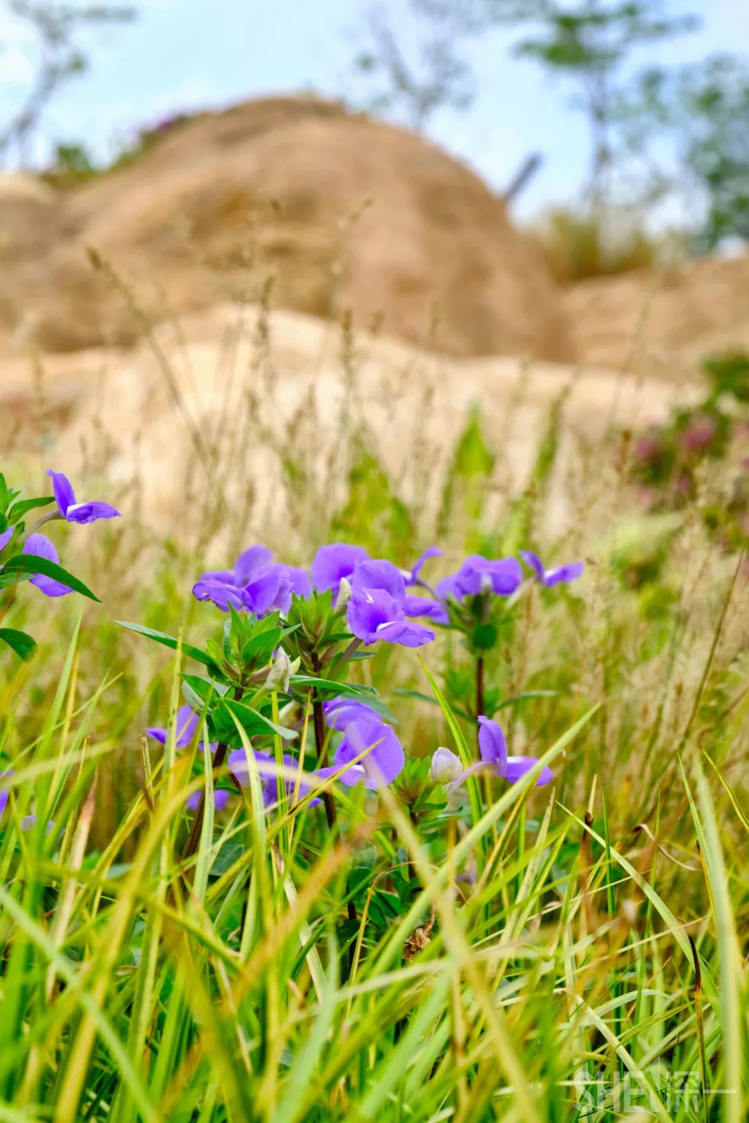 龙华新公园在哪里,深圳龙华区免费的公园