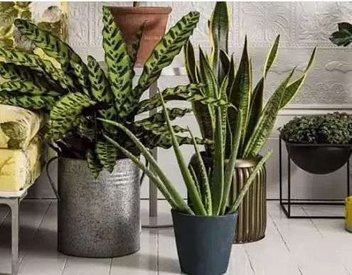 适合放卧室的高大植物,放在卧室的植物养眼