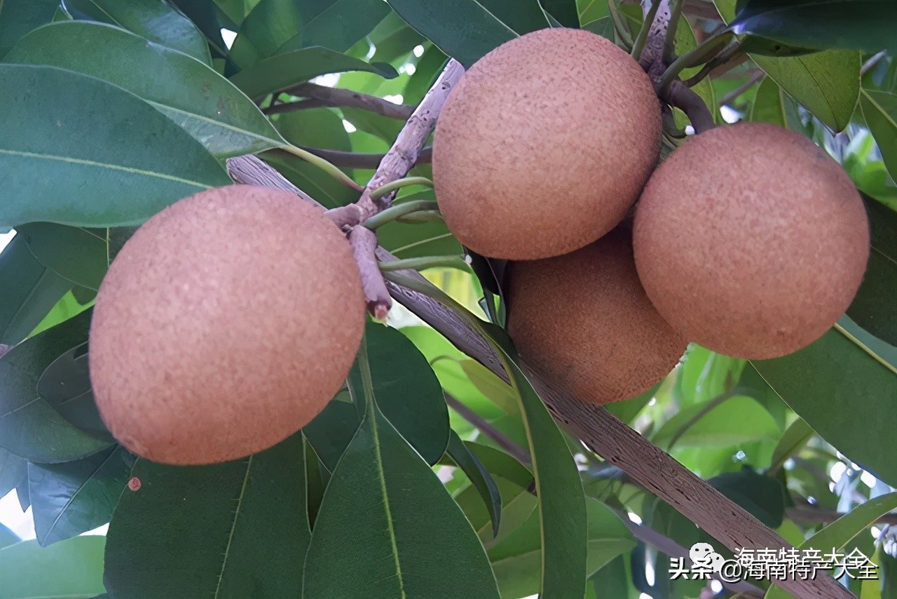 来海南必买的十大特产水果,你吃过哪个?