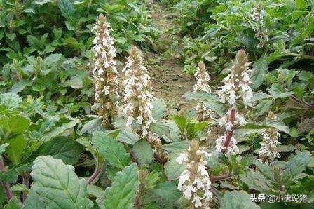 中药治非瘟特效药,中药治非瘟最佳配方