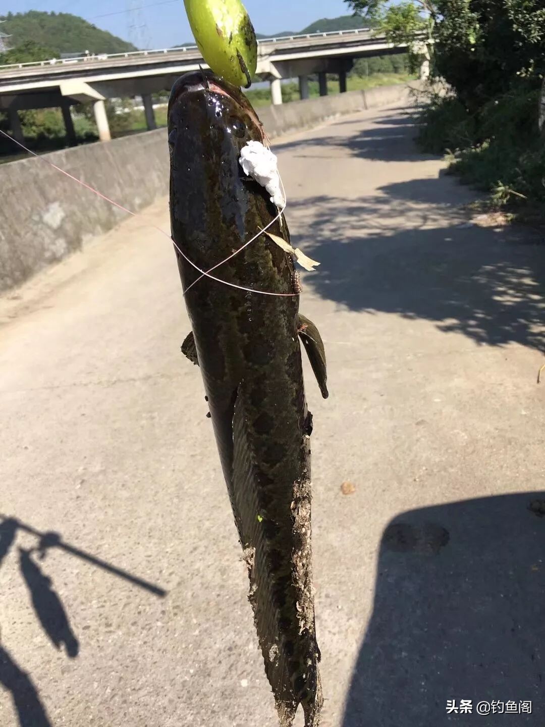 雷强钓黑鱼用几号pe线最好,雷强钓黑鱼的技巧攻略