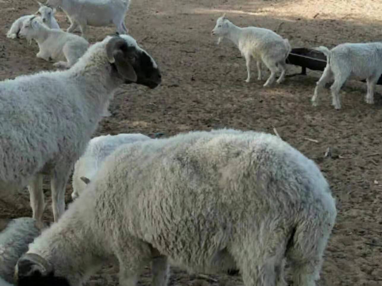 唐县柏江肉羊养殖,山羊养殖技巧肉羊