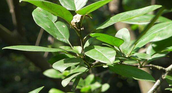 背向阳台适合养什么花,什么花适合在背阴处养