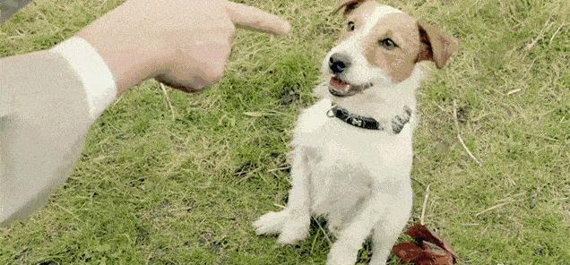 有没有因打狂犬疫苗死亡,因没打狂犬疫苗有死亡的吗