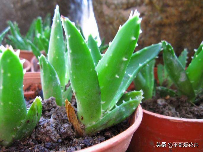 家里养殖哪些花卉可以除甲醛,家里养什么花去除甲醛