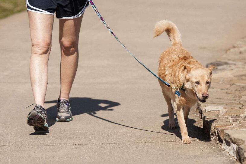 怎么训练狗佩戴狗绳走路,怎么训练狗牵引跟随