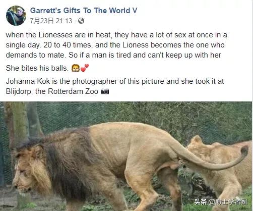 母狮一天发情40次，还追着公狮咬蛋蛋？根本不是这样啊....