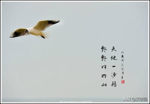 孤独的诗词感悟人生,写极致孤独的诗词