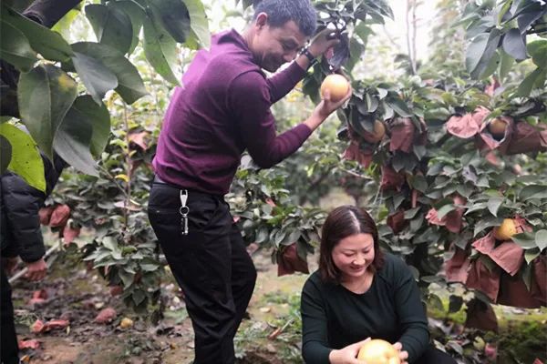 【一乡一品振兴路】近德固乡:晚秋黄梨结出致富“金疙瘩”