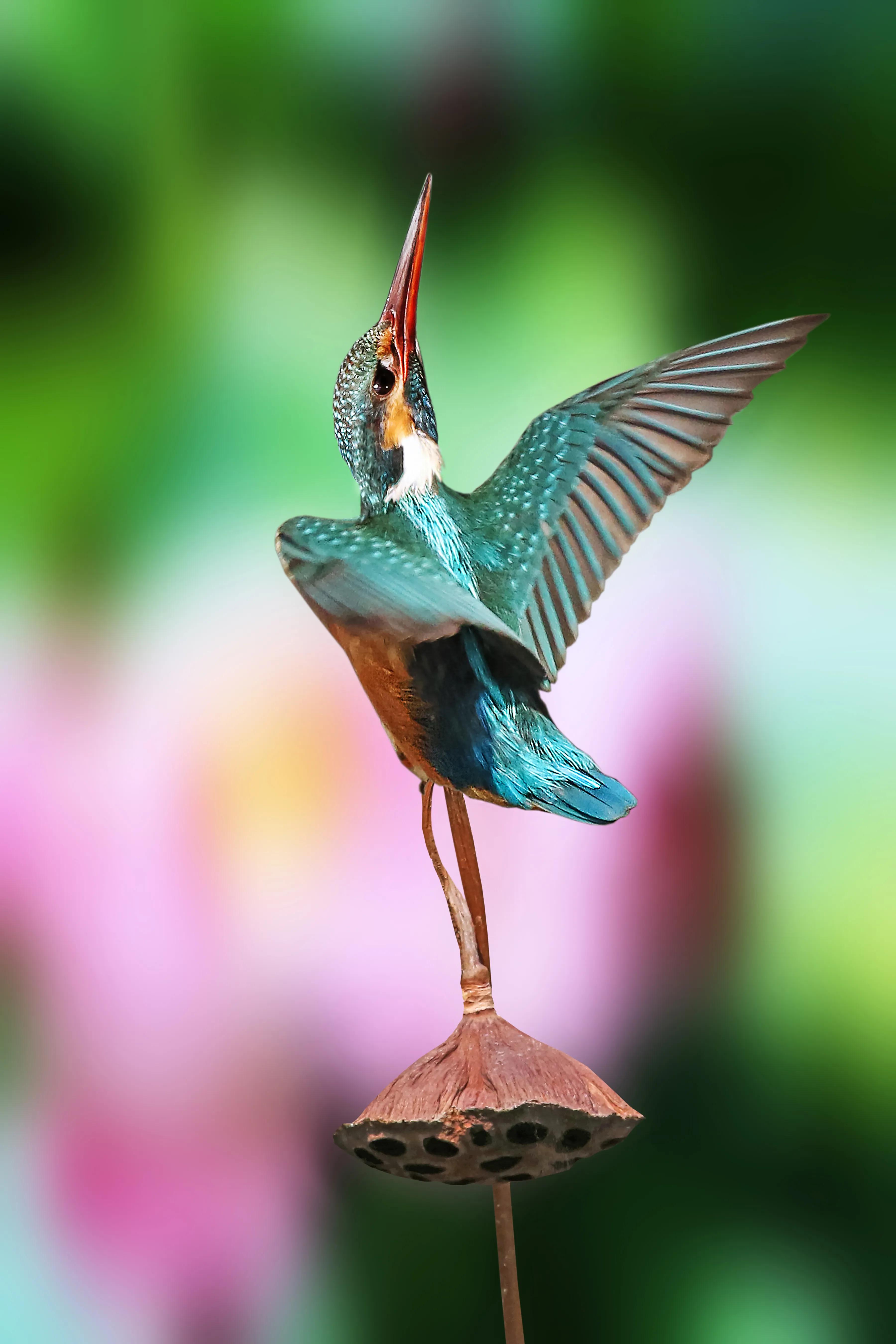 「关于“打鸟”」器材选择、机镜操控、拍摄习惯、注意事项等浅析