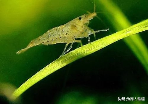 最高效的除藻工具虾,去除绿藻用什么虾