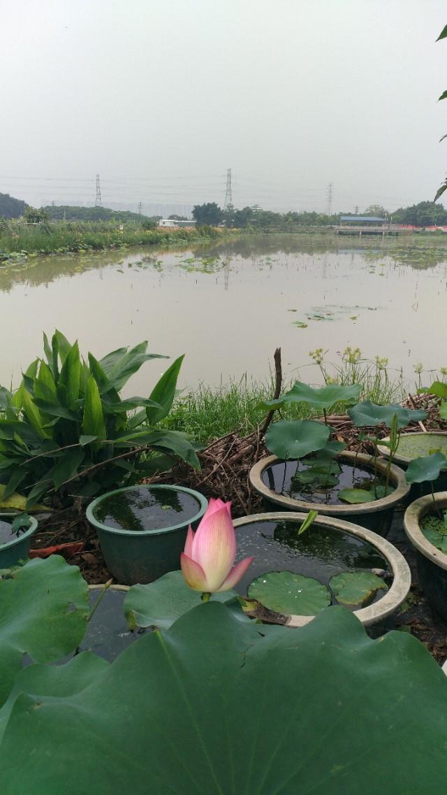 中山崖口美食推荐,崖口村煲仔饭云吞团购