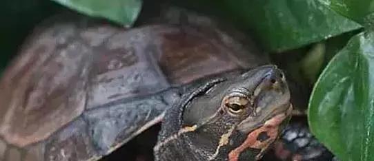 三线闭壳龟和潘氏闭壳龟区别,金头闭壳龟和三线闭壳龟同池