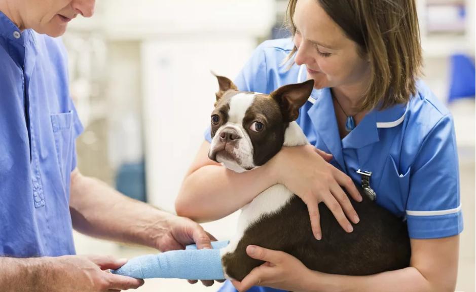 狗狗爪子鼓起来是什么原因,狗狗爪子常见疾病以及护理知识