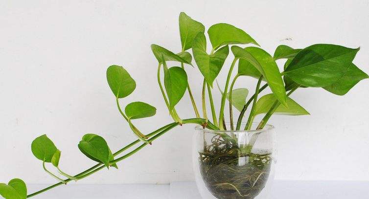 水培绿萝浇水口诀顺口溜,绿萝水培方法和注意事项
