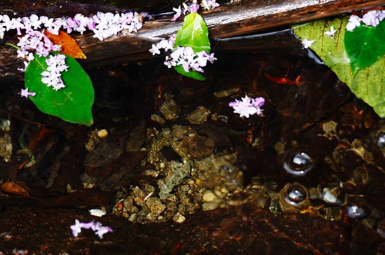 王安石最好的10首诗,王安石经典诗十首