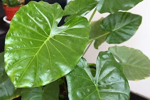 滴水观音的叶子发黄怎么办,滴水观音叶子发黄怎么处理