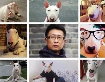 颜王像牛头梗,极限挑战颜王撞脸牛头梗哪一集