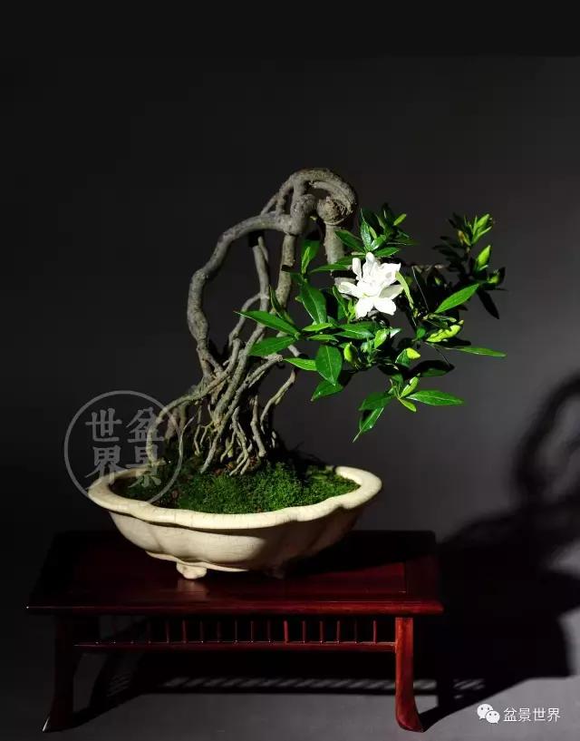 根艺盆景大全欣赏,文人根艺盆景精品大全图