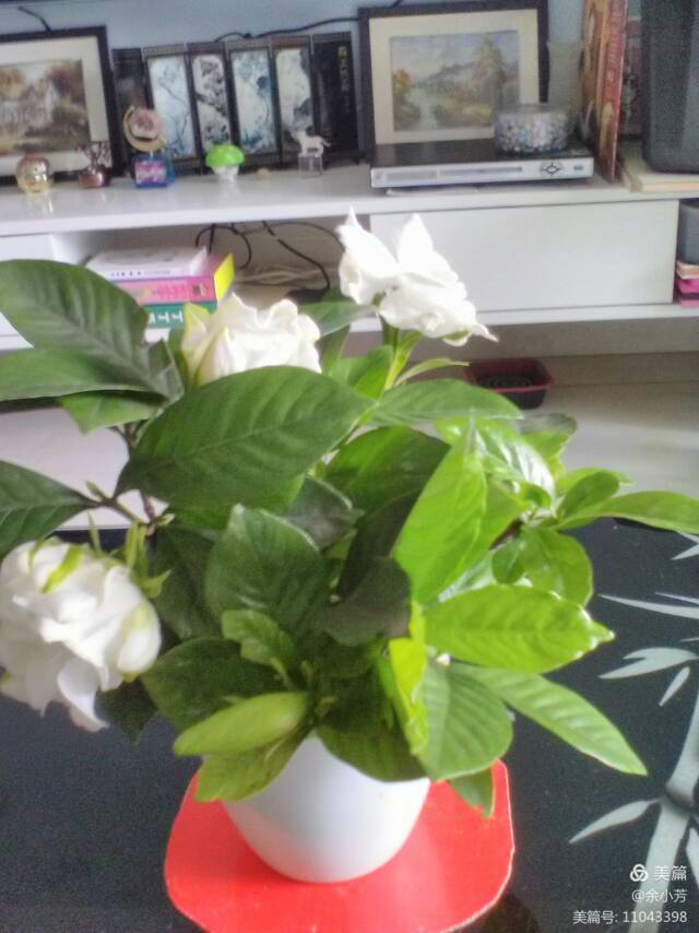 栀子花开歌曲歌词,栀子花开歌曲完整版