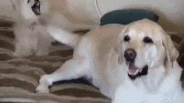 断尾对狗性格有多大影响,犬断尾方法