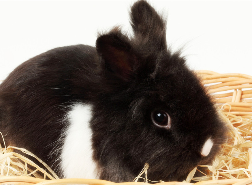 为什么兔子是三瓣嘴，而且特别爱磨牙？