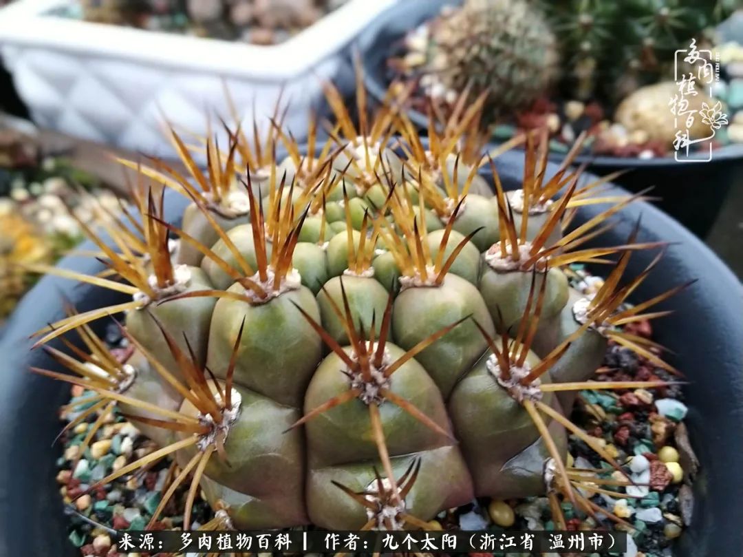 景天、球和龙舌兰，只要是多肉，都喜爱