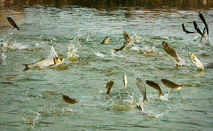 水产食品行业发展前景,水产加工行业前景如何