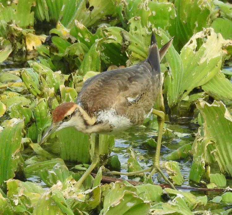 洪湖荷花仙子,洪湖公园蜻蜓