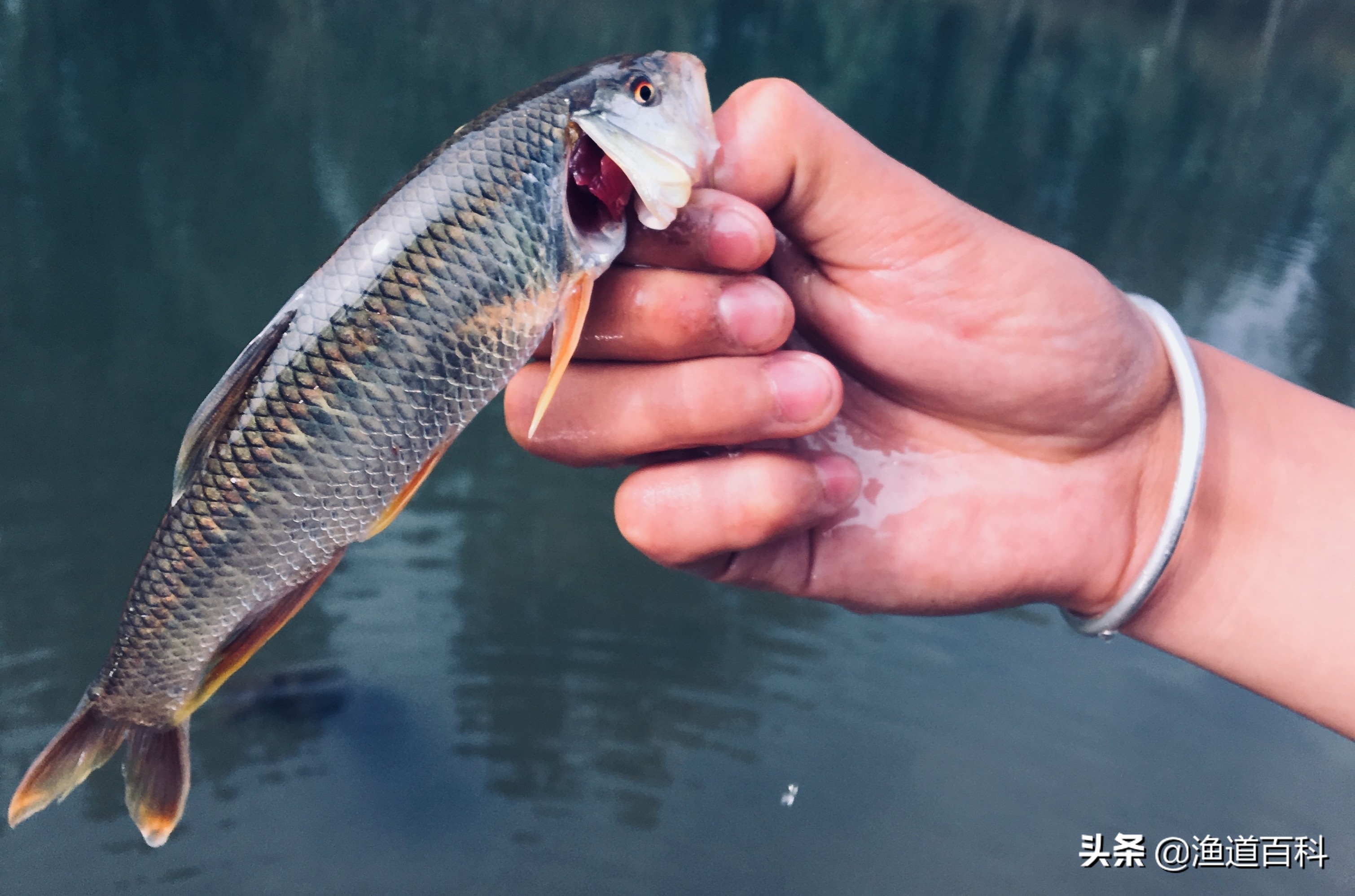 回忆多年路亚钓友，他既是我钓鱼的老师，又是我生活的朋友
