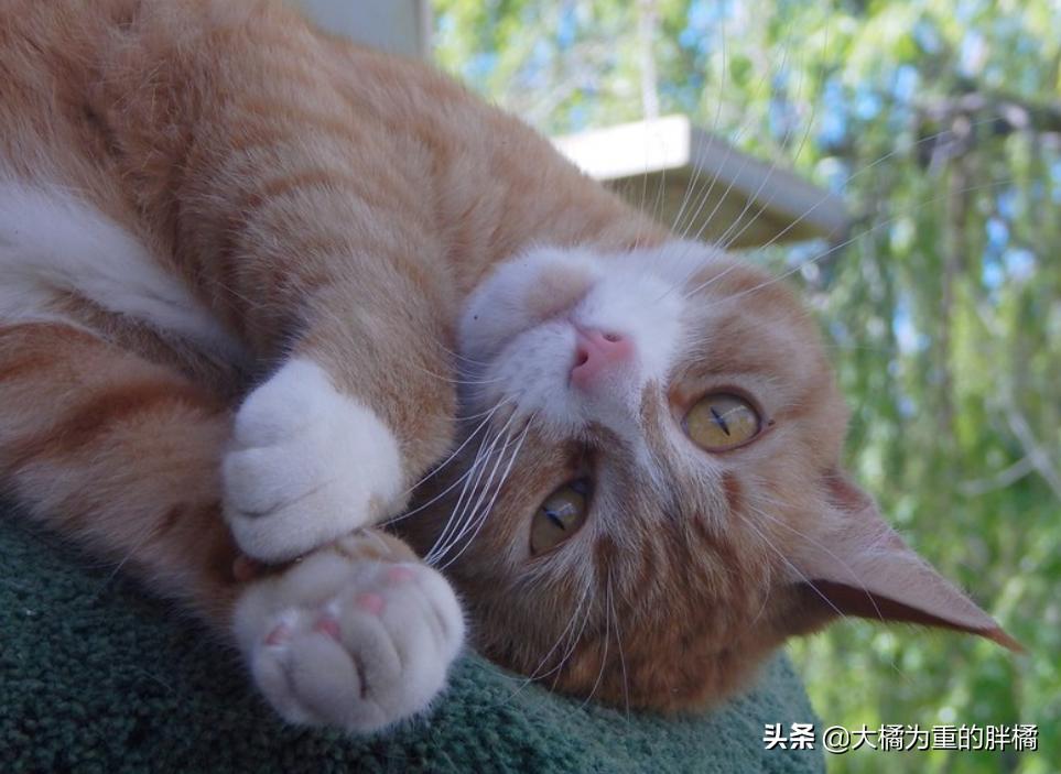 天冷了猫咪也要存肉御寒了,冬天猫咪怕冷吗该怎么给猫咪保暖