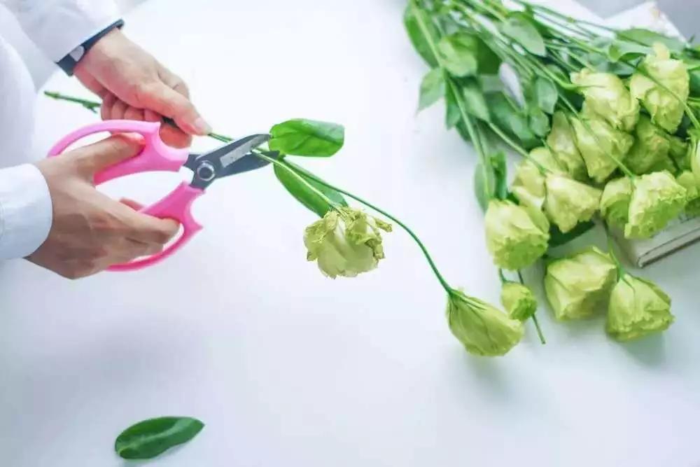 花艺必备|盘点那些超受欢迎的日本进口花材